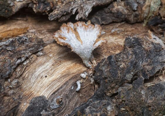 Weißliches Pilzmyzel wächst als fächerförmige Struktur auf morschem Holz