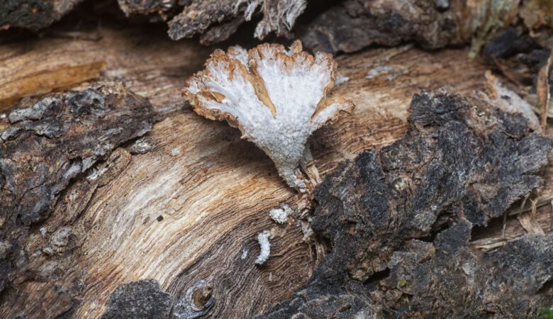 Weißliches Pilzmyzel wächst als fächerförmige Struktur auf morschem Holz